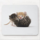 Search for cuddling electronics Cats