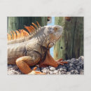 Search for iguana lizard postcards Reptiles