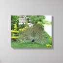 Search for peacock painting canvas prints Nature