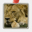 Search for mcdonalds christmas tree decorations Wildlife