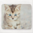 Search for cat image electronics Indoors