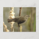 Search for blackbird postcards Animals