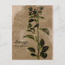 Search for herbs postcards Plant