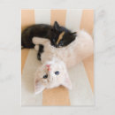 Search for kitten postcards Looking at camera