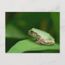 Search for tree frogs photography Wildlife