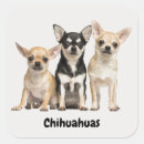 Search for chihuahua puppies stickers Cute