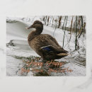 Search for grey on dark cards Bird