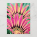 Search for pink daisy postcards Floral