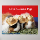 Search for guinea pig posters Animal