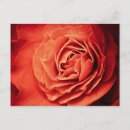 Search for living postcards Rose