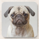 Search for pug dog coasters Portrait