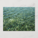 Search for seagrass postcards Nature