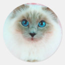 Search for siamese stickers Photography