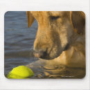 Search for labrador mousepads Puppies