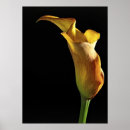 Search for arums posters Flower