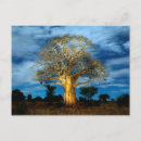 Search for moon light postcards Cloud