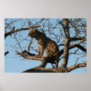 Search for limb posters Animal