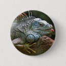 Search for iguana badges Cute