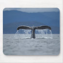Search for humpback mousepads Nature