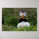 Search for puffin posters Wild