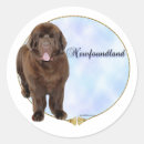 Search for newfoundland stickers Dog