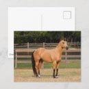 Search for buckskin postcards Breed