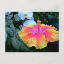Search for flores postcards Nature