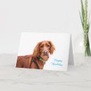 Search for red setter cards Animal