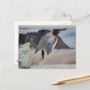 Search for black and white penguin postcards Blue