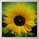 Search for sunflower art Floral
