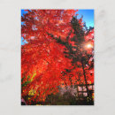 Search for sunlight postcards Red