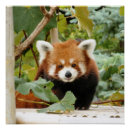 Search for red panda posters Cute