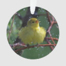 Search for warbler Birds in the rain