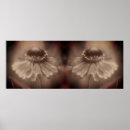 Search for sepia flowers posters Daisy