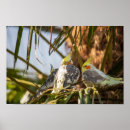 Search for cockatiel art Cute