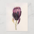 Search for protea postcards Watercolor