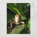 Search for green grasshopper postcards Wildlife
