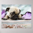 Search for three quarter posters Animal
