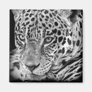 Search for jaguar magnets Wildlife