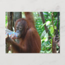 Search for great ape postcards Primate