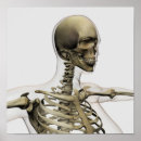 Search for temporal bone Temporal bones