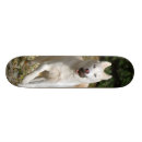 Search for huskies skateboards Dog