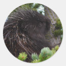 Search for porcupine stickers Tree