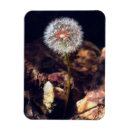 Search for dandelion magnets Botanical