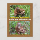 Search for orphans postcards Animal