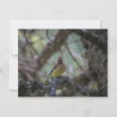 Search for cedar waxwing Wildlife