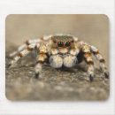 Search for arachnids electronics Tarantula