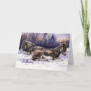 Search for wild donkeys postcards Burro