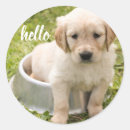 Search for golden retriever puppy stickers Pet