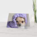 Search for longhair cards Chihuahua